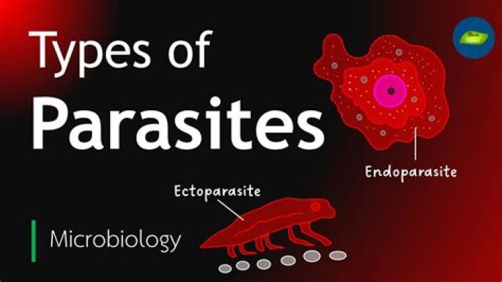 Can parasites live in your hair?