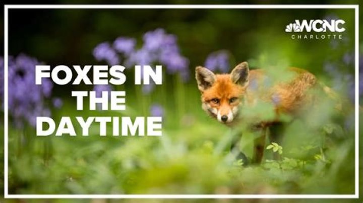 Do foxes come out in daytime?