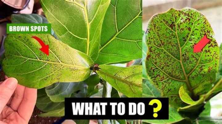 How do you fix brown spots on plant leaves?