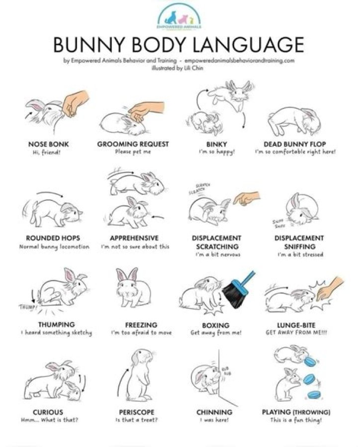 How do you read a bunny language?