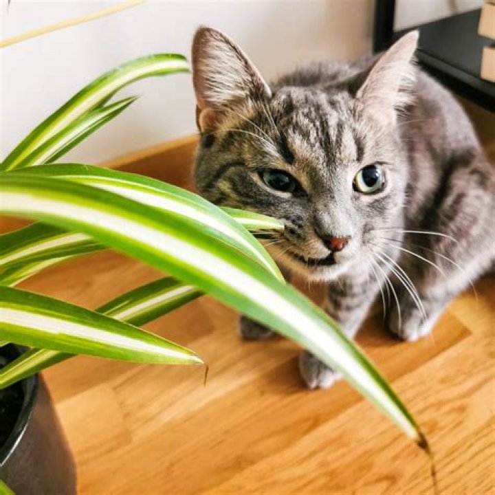 Is dried baby's breath poisonous to cats?