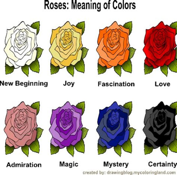 What is the meaning of 19 roses?