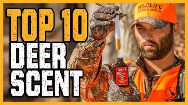 What smell attracts deer the most?