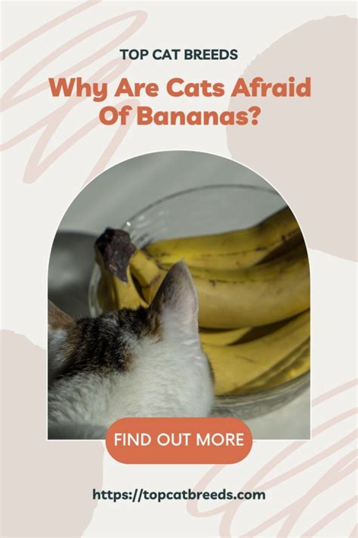 Why are cats afraid of foil?